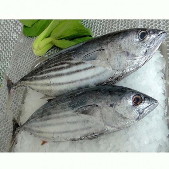 Cá ngừ tươi đánh bắt tự nhiên đã làm sạch
